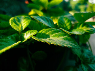 Green leaves in the garden background. Green leaves texture background, Natural background and wallpaper.