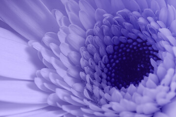 Obraz premium Close-up shot of inner petals of gerbera flower. Blurred foreground. Magenta color. Foristic background. Very peri.