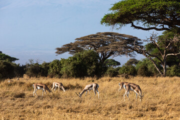 Naklejka premium KENYA - AUGUST 16, 2018: Antelopes in Amboseli National Park