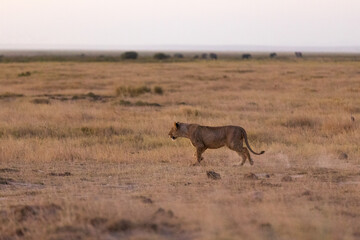 KENYA - AUGUST 16, 2018: Lion in Amboseli National Park