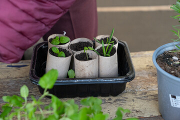 Planting fresh herbs in paper tubes. Rosemary and basil.