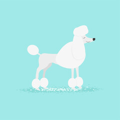 Poodle. Vector illustration.