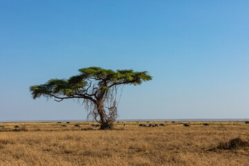 Obraz premium KENYA - AUGUST 16, 2018: Acacia tree in Amboseli National Park