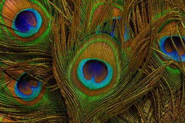 macro peacock feathers,Peacock feathers close-up 