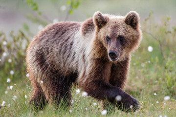 Obraz premium Braunbär (Ursus arctos)