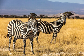 Naklejka na ściany i meble KENYA - AUGUST 16, 2018: Zebras in Amboseli national park
