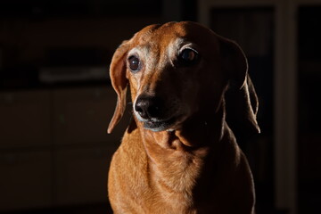 Portrait of an elderly dachshund.