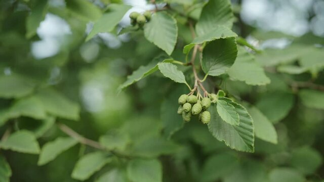 Slow motion alder tree branch during late spring
