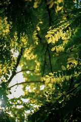 Fototapeta premium leaves in sunlight
