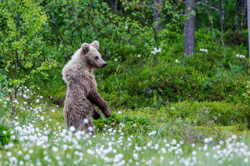 Fototapeta premium Braunbär (Ursus arctos)