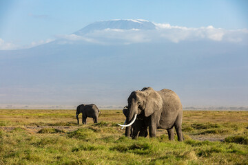 Fototapeta na wymiar KENYA - AUGUST 16, 2018: Group of elephants in Amboseli National Park