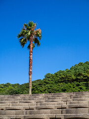 ヤシの木と階段