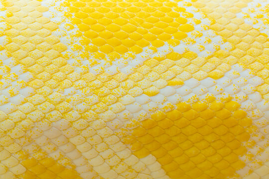 Golden python scale texture,close up view of golden python (Python bivittatus) skin texture,Scales of a golden python ,Texture. The skin of a live yellow snake with white stripes. Gold reticulated pyt