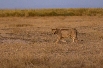KENYA - AUGUST 16, 2018: Lion in Amboseli National Park