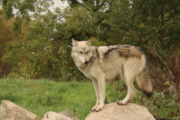 Fototapeta premium Balanced on a Rock
