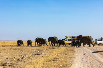 Fototapeta na wymiar KENYA - AUGUST 16, 2018: Many elephants crossing the road in Amboseli National Park.
