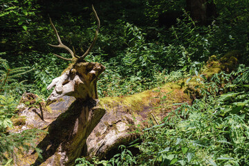 Holzhirsch