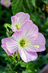 Closeup of the flowers of 'Siskiyou' showy evening primrose (Oenothera speciosa 'Siskiyou')