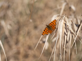 Polygonia c-album, the comma butterfly perched on dry grass in early spring