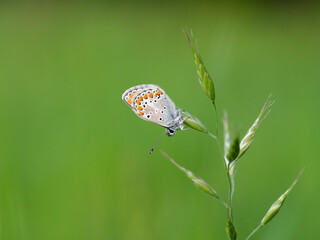 Brown argus (Aricia agestis) butterfly resting on a blade of grass