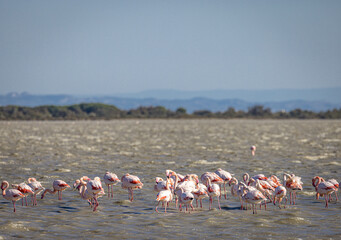 Fototapeta premium Pink Flamingos in the Camargue, Provence, France