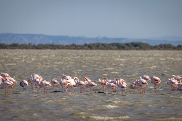 Naklejka premium Pink Flamingos in the Camargue, Provence, France