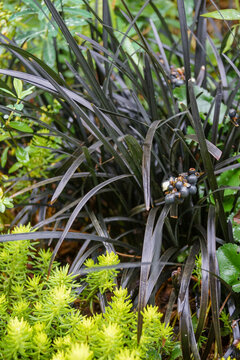 Perennial combination: black mondo grass (Ophiopogon planiscapus 'Nigrescens') growing with the bright yellow foliage of 'Angelina' sedum (Sedum rupestre 'Angelina')