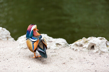 Obraz premium Mandarinente