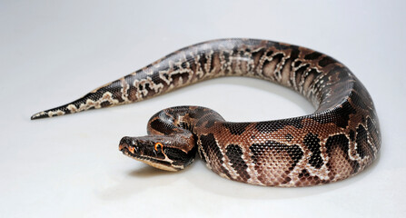 Sumatra Python // Buntpython, Sumatra-Kurzschwanzpython (Python curtus)