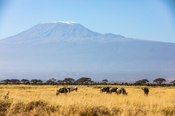 Fototapeta na wymiar KENYA - AUGUST 16, 2018: Wildebeest in front of Mount Kilimanjaro
