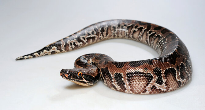 Sumatra Python // Buntpython, Sumatra-Kurzschwanzpython (Python curtus)