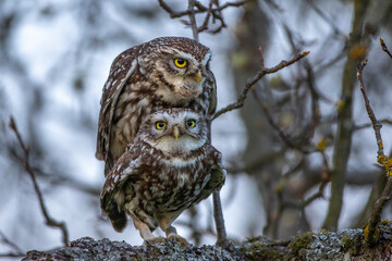 Steinkauz (Athene noctua)