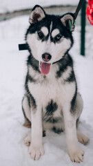 Full-length black and white mestizo husky puppy