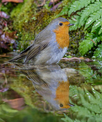 Rotkehlchen (Erithacus rubecula)