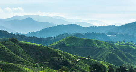 View on Cameron Highlands Malaysia