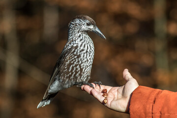 Tannenhäher (Nucifraga caryocatactes)