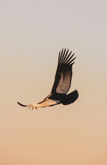 CONDOR ANDINO