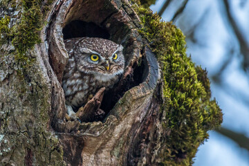 Steinkauz (Athene noctua)