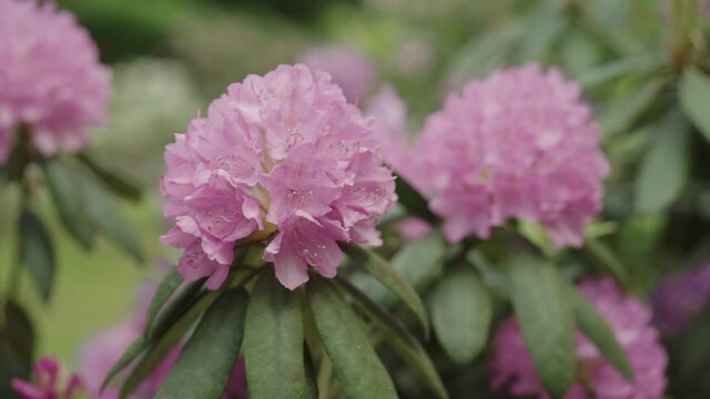 Slow motion pink azalea flowers in a garden