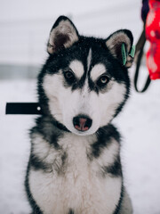 Close-up portrait of a husky puppy
