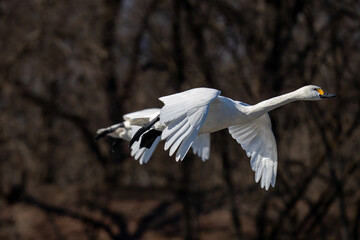 Swan in flight