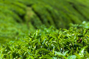 Fresh tea leaves grow on the plantation of Cameron Highlands