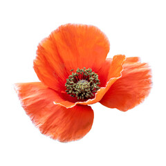 Red orange poppy flower isolated on white background.