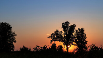 Silhouette of trees at sunset with sunlight.