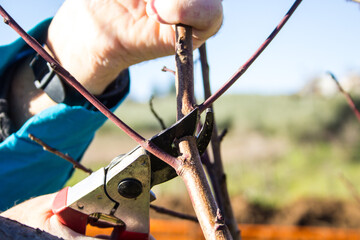 hands of a farmer with gardening scissors while pruning a peach tree. Spring pruning in Italy