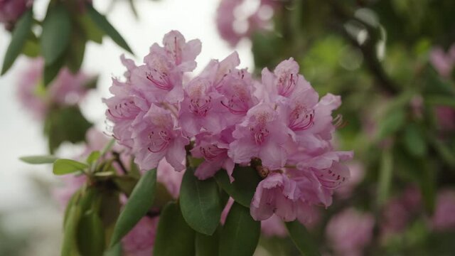 Slow motion pink azalea flowers in a garden
