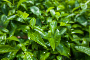 Fototapeta na wymiar Fresh growing tea leaves under the sun