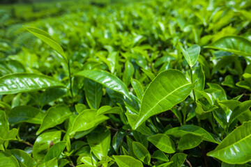 Fototapeta na wymiar Green tea leaves on a bush