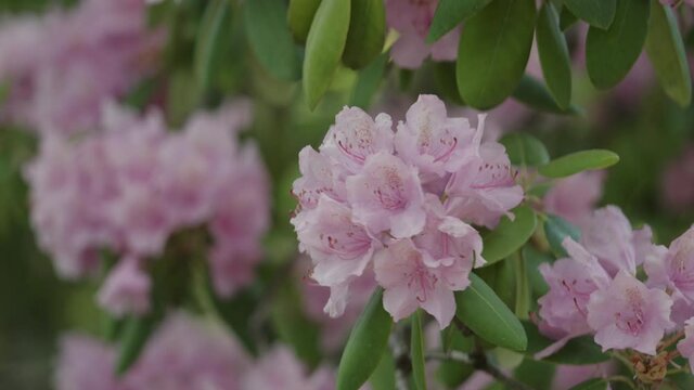 Slow motion pink azalea flowers in a garden