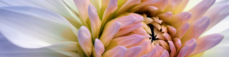 Dahlia bloom. Vivid flower petals close-up. Bright vegetal banner. Gray and pink plant headline. Macro - Powered by Adobe